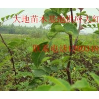 供應(yīng)大紅袍花椒苗 一年大紅袍花椒苗 二年大紅袍花椒苗