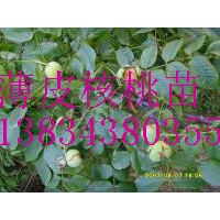 核桃苗2米核桃苗價格