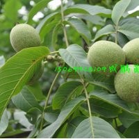 核桃苗和蘋果苗是果樹中的極品