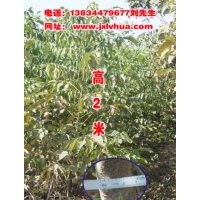 供應(yīng)二年以上的香玲核桃苗大樹50萬株