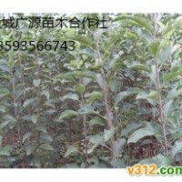 山西嫁接蘋果苗出售、蘋果苗大量出售、蘋果苗價格