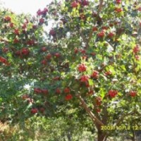 供山西優(yōu)質山楂樹 3-5-8-12-15公分山楂樹最新價格