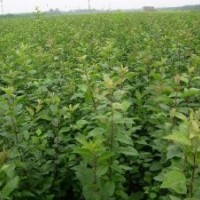 供應(yīng)蘋果苗 蘋果苗價(jià)格 蘋果苗新品種 蘋果苗種植基地