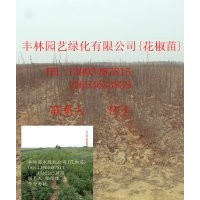 供應(yīng)山楂苗，花椒苗，桃樹苗，李子苗，杏樹苗(圖)