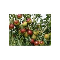 供應(yīng)棗樹苗3公分－15 公分棗樹苗，山西棗樹價(jià)格