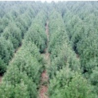 白皮松的發(fā)展趨勢與栽培技術(shù)