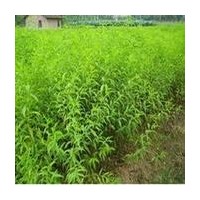 優(yōu)質(zhì)山西趙氏核桃苗