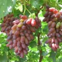 供應(yīng)山西苗圃葡萄苗價格葡萄苗圖片葡萄苗哪里有山楂苗蘋果苗核桃