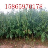 大量供應(yīng)優(yōu)質(zhì)蘋果苗、桃苗、梨苗、柿子苗等果樹苗木