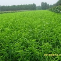 優(yōu)質(zhì)沙紅桃苗