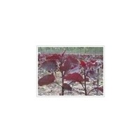 現(xiàn)貨供應(yīng)梨樹苗、紅葉楊規(guī)格齊全