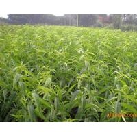 出售！出售！現(xiàn)有5萬棵0.5--2公分粗，1.6--2米高的當年實生桃樹
