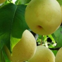 批發(fā)梨樹(shù)苗價(jià)格，梨樹(shù)苗品種，山東梨樹(shù)苗，梨樹(shù)實(shí)生苗