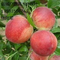 山西出售杏樹3-5公分、嫁接杏樹苗出售