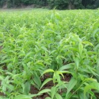 四川一品農(nóng)牧公司長期供應(yīng)優(yōu)質(zhì)嫁接晚白桃苗