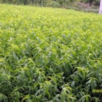 0.8公分桃樹(shù)原生苗