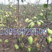 低價(jià)供木瓜苗