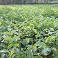 大量供應(yīng)核桃苗，山楂苗，蘋果苗，花椒苗，櫻桃苗