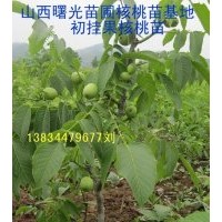 當(dāng)年掛果核桃苗！山西核桃苗!