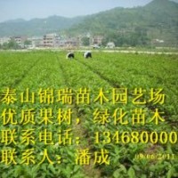 板栗苗|山東優(yōu)質(zhì)果樹苗木|，誠信為本