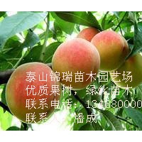 桃樹苗|桃樹樹苗|桃樹實生苗|桃樹嫁接苗