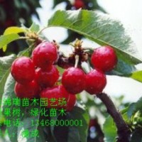 櫻桃苗|櫻桃實生苗|嫁接櫻桃苗