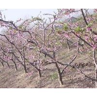 供應(yīng)胸徑3，4,5,6,7,8,9,10公分桃樹