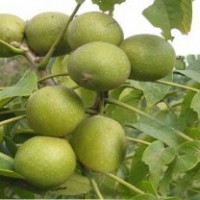 核桃苗 核桃苗價(jià)格