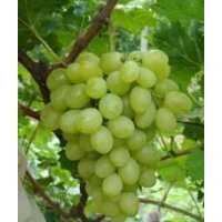 山西葡萄苗 優(yōu)質(zhì)葡萄苗 葡萄苗基地