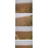 十萬株核桃苗出售