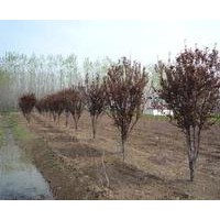 河北昌黎縣出售桃樹(shù)苗,紫葉李,紅碧桃