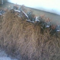 供應(yīng)西拉酒葡萄苗