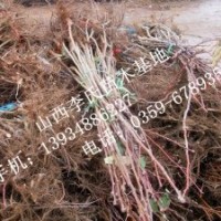 嫁接成品山楂苗，大金星山楂 山楂苗最新價格