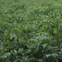 80公分核桃苗大量批發(fā)