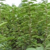 供應蘋果苗、供應蘋果苗