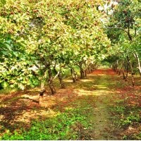 供應(yīng)山楂樹(shù)