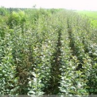 出售地徑2-3的蘋果樹