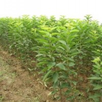 山西矮化櫻桃