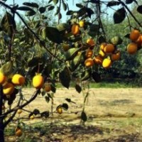 大型柿子樹基地，柿子樹最新報價，柿子樹種植