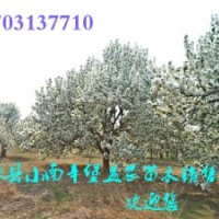 出售1-80公分海棠樹