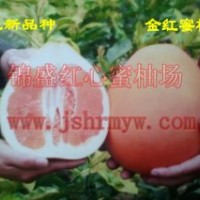 錦盛金紅蜜柚苗