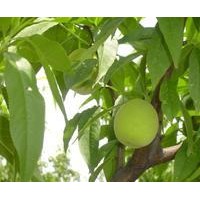 核桃苗、山桃苗、葡萄苗、櫻桃苗、棗樹苗