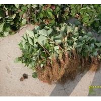 草莓苗什么品種好—草莓苗種植經(jīng)驗(yàn)、價(jià)格