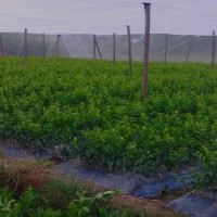 供應(yīng)果苗/金桔果苗/馬水桔果苗/砂糖桔果苗/廣桔果苗/貢柑果苗.南