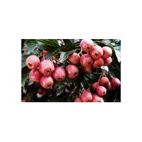 售山楂苗.國槐苗