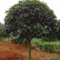 `供應(yīng)沙糖桔果苗/馬水桔果苗/金桔果苗/廣西丹桂價格/廣西羅漢松