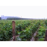 供應(yīng)嫁接葡萄苗