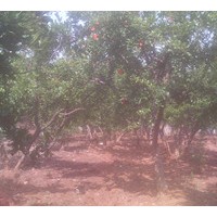 供應(yīng)山東石榴樹苗