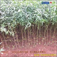 毛桃苗|占地毛桃苗|嫁接水蜜桃苗