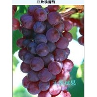長春出售葡萄苗，佳木斯哪有出售葡萄苗的，牡丹江葡萄苗
